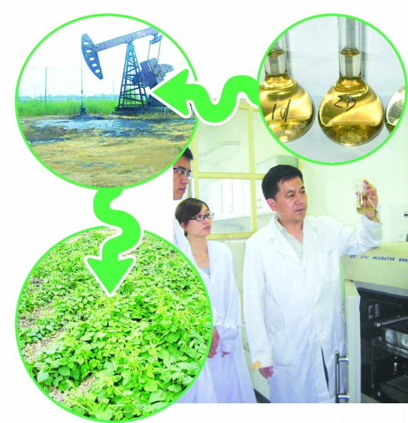 细菌 细菌